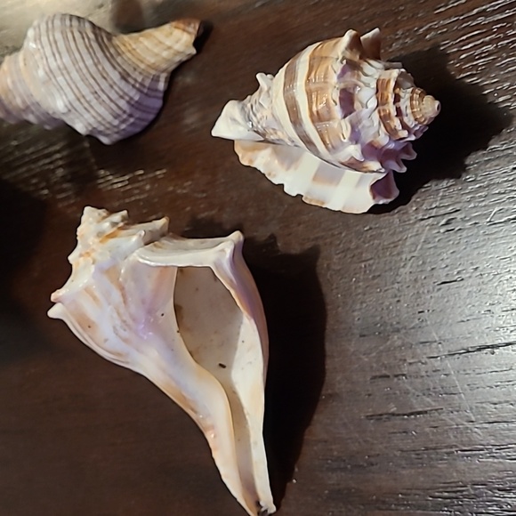 Seashells decor 7 piece Beach house ocean lover great condition vacation house ! - Picture 2 of 10